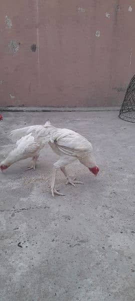 Aseel pure chicks available on reasonable price 7 months old 10