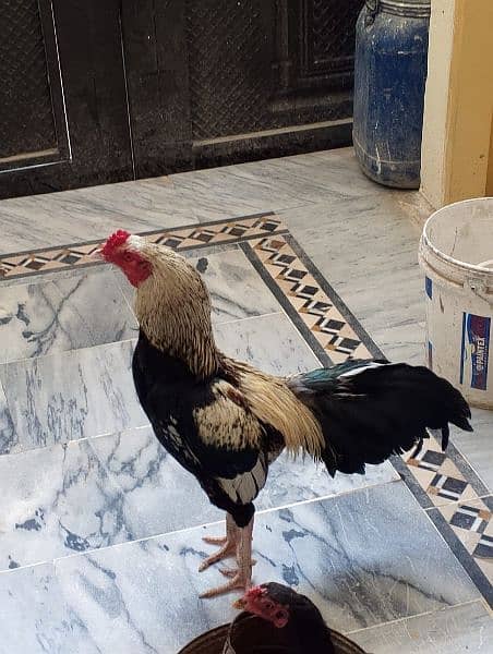 Aseel pure chicks available on reasonable price 7 months old 11