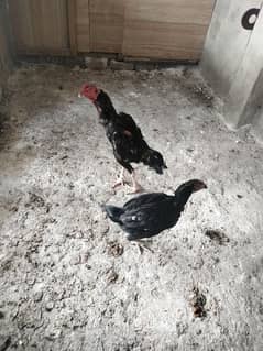 Aseel pure chicks available on reasonable price 15 months old