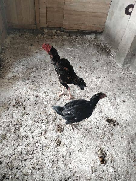 Aseel pure chicks available on reasonable price 7 months old 12
