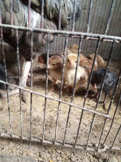 Aseel chicks for sale