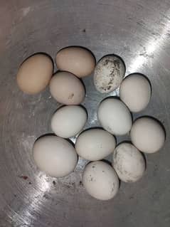 Heera eggs High quality