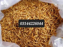 Microwave dried mealworms 60 % plus protien