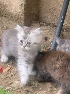 kittens for sale 0