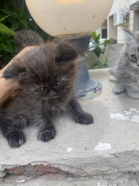 kittens for sale 3