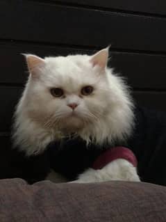 Persian Male white triple coat 0