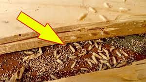 Termite Deemak control/ Pest control services/Waterproofing/Fumigation 2