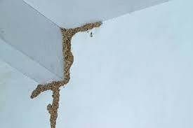 Termite Deemak control/ Pest control services/Waterproofing/Fumigation 3