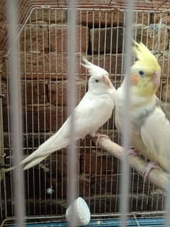 Cocktail pair, white male , yellow female