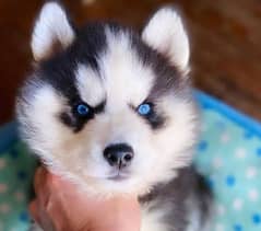 husky puppies 03700502245