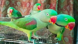 Pahari confirm breeder pairs