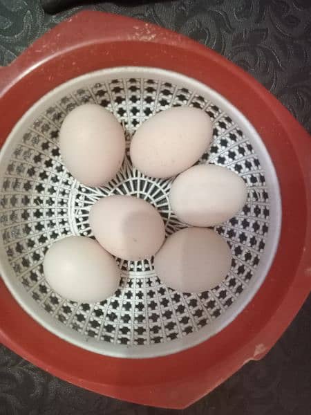 Heera aseel fresh eggs for sale nok nali white pair 450 ka 1 0