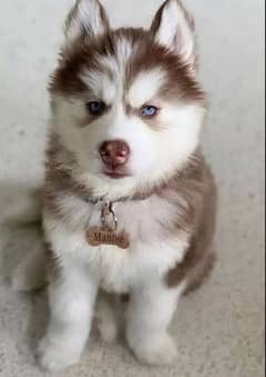 husky