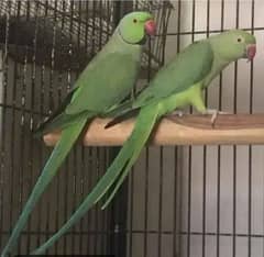 Green ringneck breeder pair