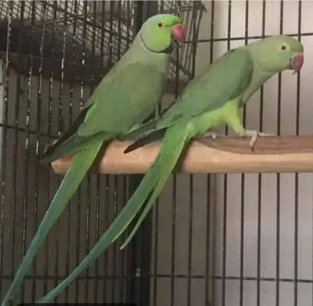 Green ringneck breeder pair 0