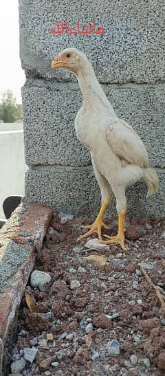 Pure King size O shamo Chicks  For sale best Quality In Islamabad