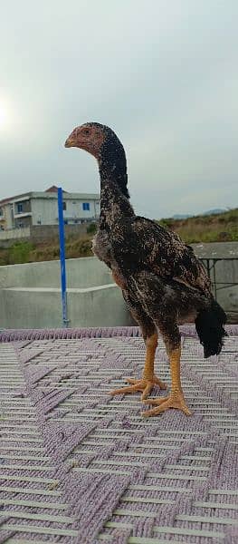 Pure King size O shamo Chicks  For sale best Quality In Islamabad 2