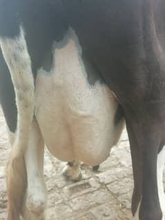 jarsi frezian cow for sale