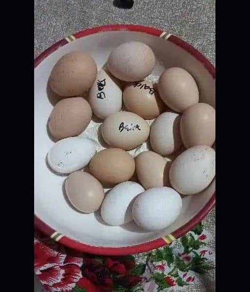 shamo aseel eggs for sale 12