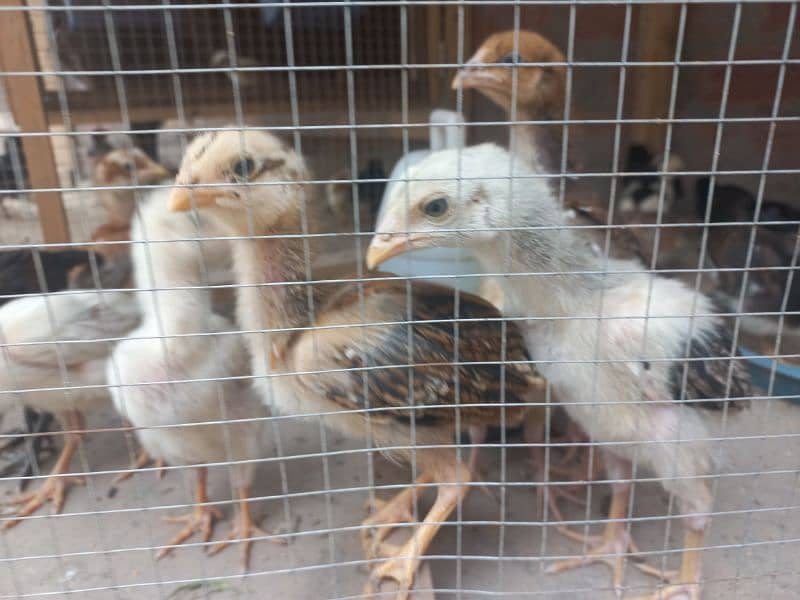 Low price, Aseel Top class,  active and healthy chiks and cages Sales 15