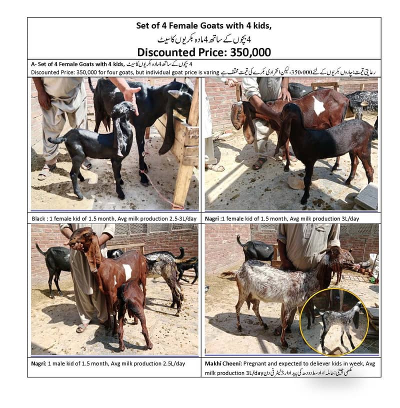 10 Goats 4 Sale - 03224749606  بکریاں برائے فروخت 9