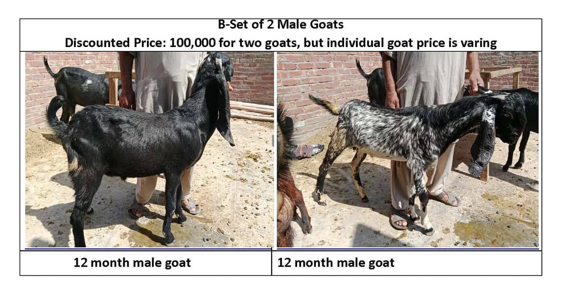 10 Goats 4 Sale - 440,000 (03224749606) 10