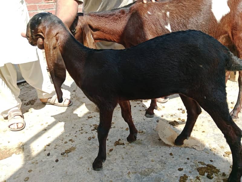 10 Goats 4 Sale - 03224749606  بکریاں برائے فروخت 13