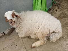 Sale Male Sheep