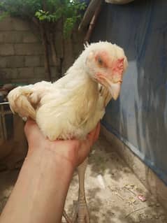 White Heera Aseel pullets/chicks pair