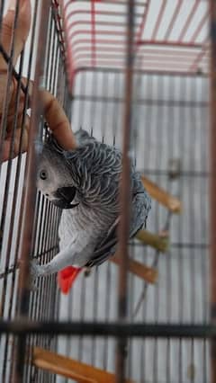 Kalma reciting African grey parrot
