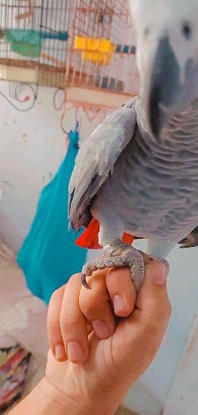 Kalma reciting African grey parrot 3