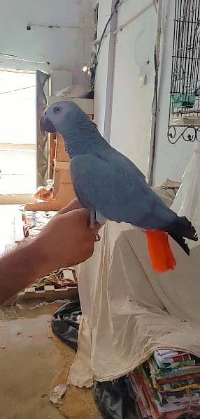 Kalma reciting African grey parrot 4