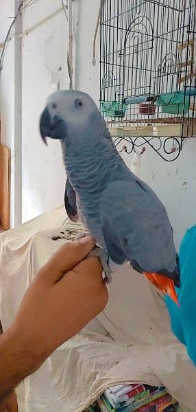 Kalma reciting African grey parrot 6