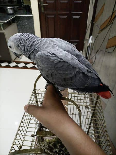 Kalma reciting African grey parrot 8