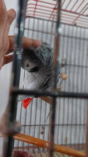 Kalma reciting African grey parrot 9