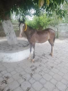 female horse wacheri  8 month age for sale