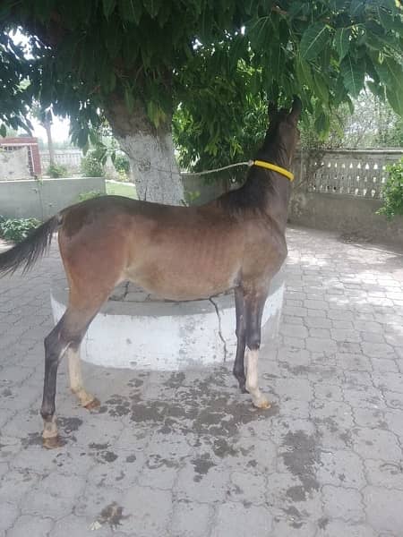 female horse wacheri  8 month age for sale 1