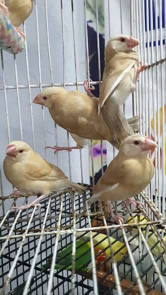 Java finches 0