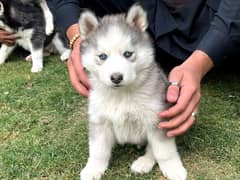 Siberian Husky puppies urgent sale Hai