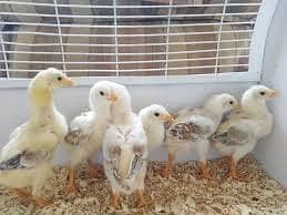 White German O shamo both chicks available in Karachi best price 1