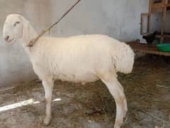 makhi cheeni / beetal / bakri / Gaban Goats / Goat for sale