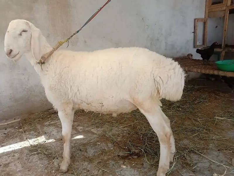 makhi cheeni / beetal / bakri / Gaban Goats / Goat for sale 0