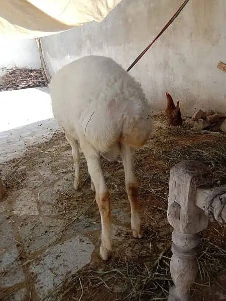 makhi cheeni / beetal / bakri / Gaban Goats / Goat for sale 2