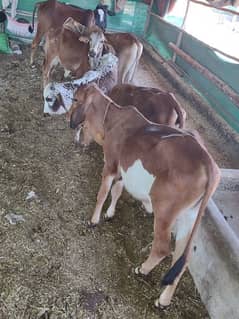 5 To 6 month cow baby pair