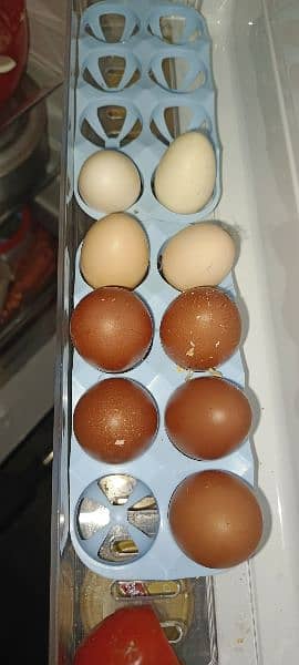 asurralorp ftal egg or cheks available 3