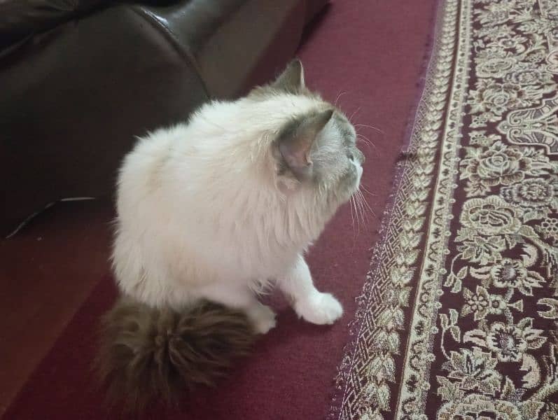 Persian cat Triple coated 1