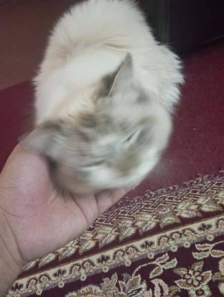 Persian cat Triple coated 2
