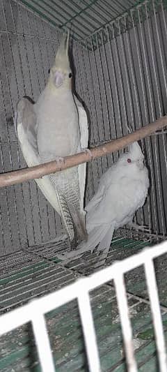 cocktail breeder pair