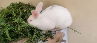 | Rabbit | bunny | Zealand White breeder For Sale