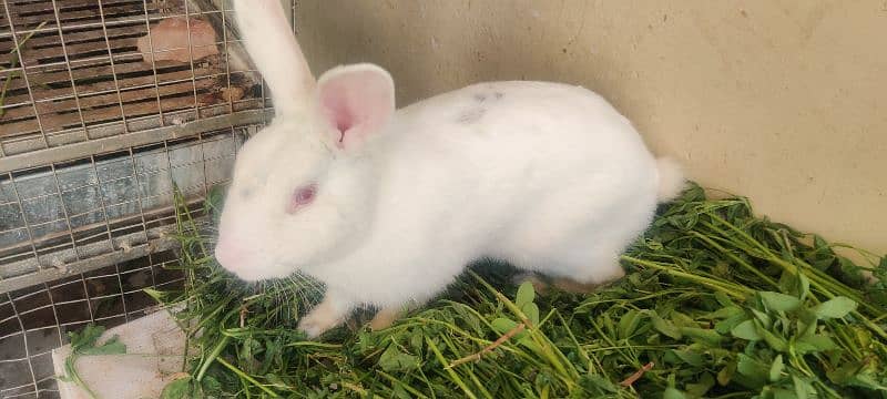 | Rabbit | breeder | Zealand White breeder For Sale 1